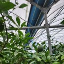 의귀리 4가 1 이미지