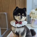 빠몽(PAWMONG) 이미지