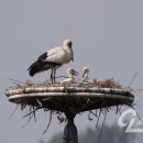 황새가족과 황새알 이미지