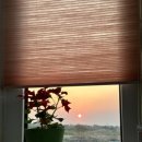 스테이 도채비꽃 이미지