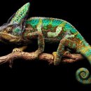 카멜레온 이미지