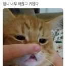 벨라 그루밍 네이버블로그
