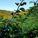 지리산꾸지뽕농장 이미지