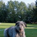 하운드펫 이미지