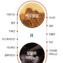 비어플러스 - 강남구 논현로152길 5 | 독일맥주효모 제대로 먹어보자 — 비어랩 맥주효모비오틴 플러스 솔직 후기