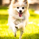 24시 에피소드 동물 메디컬 센터 이미지