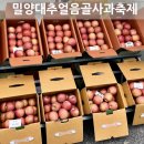 임가농장 | 2025 밀양 대추 얼음골 사과축제 기간 장소 주차 초대가수 &amp; 후기