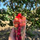 진도체리원 이미지