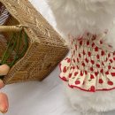 댕블리스 이미지