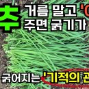 텃밭 농사.. 이미지
