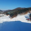 애니멀 패밀리 이미지