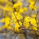 25.03.28(금요일) 이천 산수유 축제 원적산 산행안내 이미지