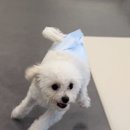 늘봄반려견유치원 이미지