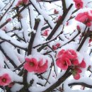 눈속에피는꽃 이미지