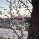 강아지산책 | 🌸 당진 벚꽃축제 시작! 면천읍성 골정지 실시간 개화 상황 + 강아지 산책 후기 🐶