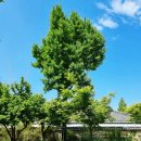 지리산인월송 이미지