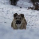 ＜對初雪 : 첫눈을 대하다＞ 이미지