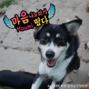 평강이엔지 | 제2회 마음나누미 유기견보호소 봉사 후기::경기도 안성 평강공주보호소 마음나누미가 떴다!!