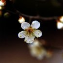 평화과일 이미지