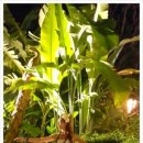 밸리훌라댄스 이미지