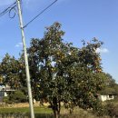 상주보 오토캠핑장 | 쏘맥 커플의 내년 여름에 수상레저&amp;캠핑 메모, 상주보오토캠핑장