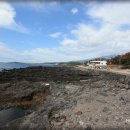 방울풍뎅이 이미지