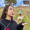 대관령 숨이 탁 코스 | 대관령 순수양떼목장 산책 코스 강아지 알파카 먹이주기체험 카페 주차