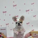 애견미용실 또이쁜댕 이미지