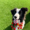 클라라 애견 이미지