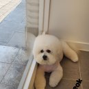 망고 애견 이미지