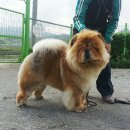 소망애견 이미지