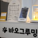 바오그루밍 이미지