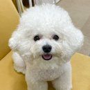 베이시티 동물병원 | [땡초기록] 땡초 건강검진 받은 후기/ 땡초는 3살/ 강아지건강검진 /부산동물병원추천