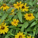 달빛(드뷔시) 이미지