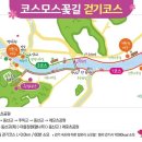 호법 코스모스길 이미지