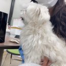 서일팜텍
