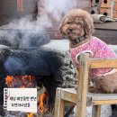 마실펜션민박 | 해남 애견동반 숙소 추천 - 한옥펜션 자연과사람들 땅끝마실 프로그램 후기