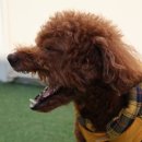 도그런하우스 이미지