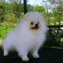 골든힐폼 이미지