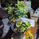 플랜테리어 홈가드닝 | [새솔동 홈가든] 폭설 속에서 빛을 찾다! 풀나옴 UFO 식물등 후기