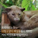루왁커피