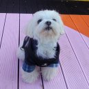 펫인더파크 이미지