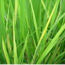 귀농영농 재배기술▒▒▒▒벼-병해충 이미지