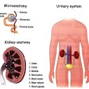 드림원 | [드림프렌즈] 드림원탑 성인간호학 2 - 사구체신염 공부 꿀팁