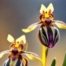 Bee Orchids 호접란 이미지