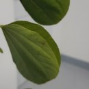 지니 나비 이미지