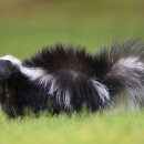 CW-2098-01 이미지