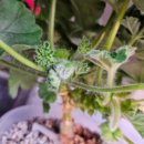 엠마누엘농장 이미지