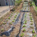 텃밭가꾸기 이미지