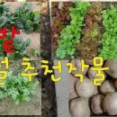 봄에 심는 작물! 2월 3월에 파종하는 텃밭작물 이미지